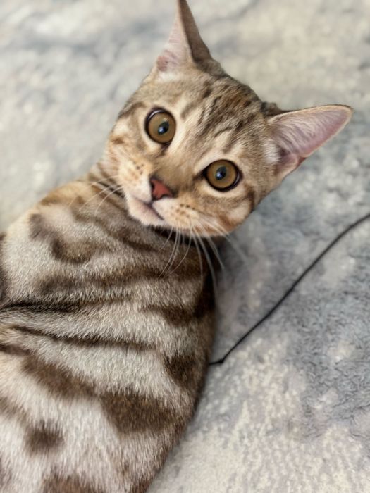 В добрые руки котика