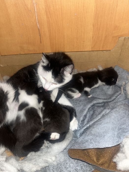 Отдам котят в добрые руки