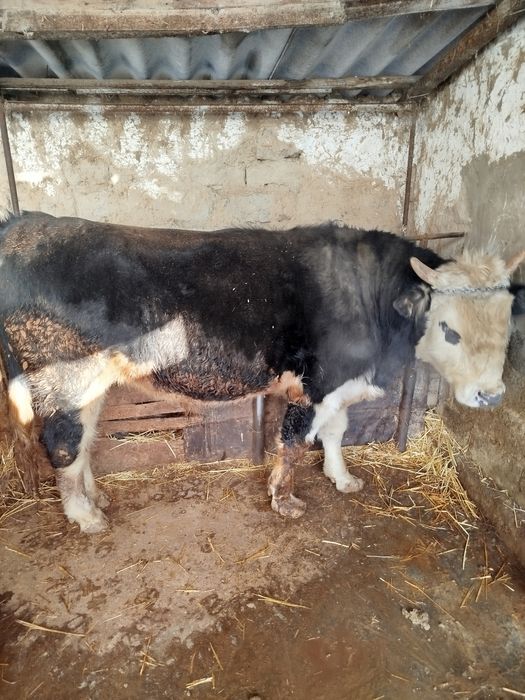 Yahshi boqilgan semental aralash buqa bor