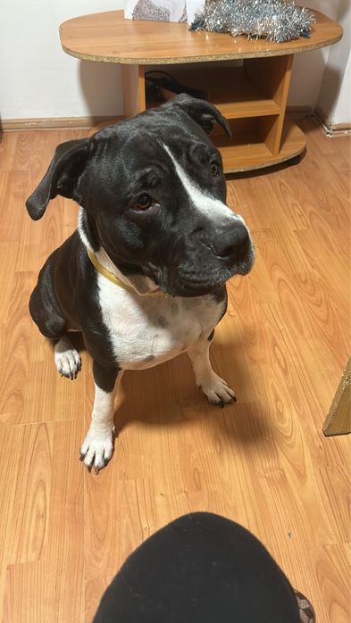 Femela amstaff donez