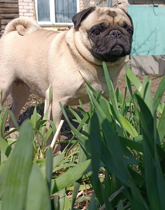 Ищем кобеля мопса для покрытия