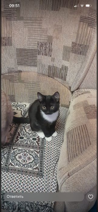 Отдам котя в добрые руки