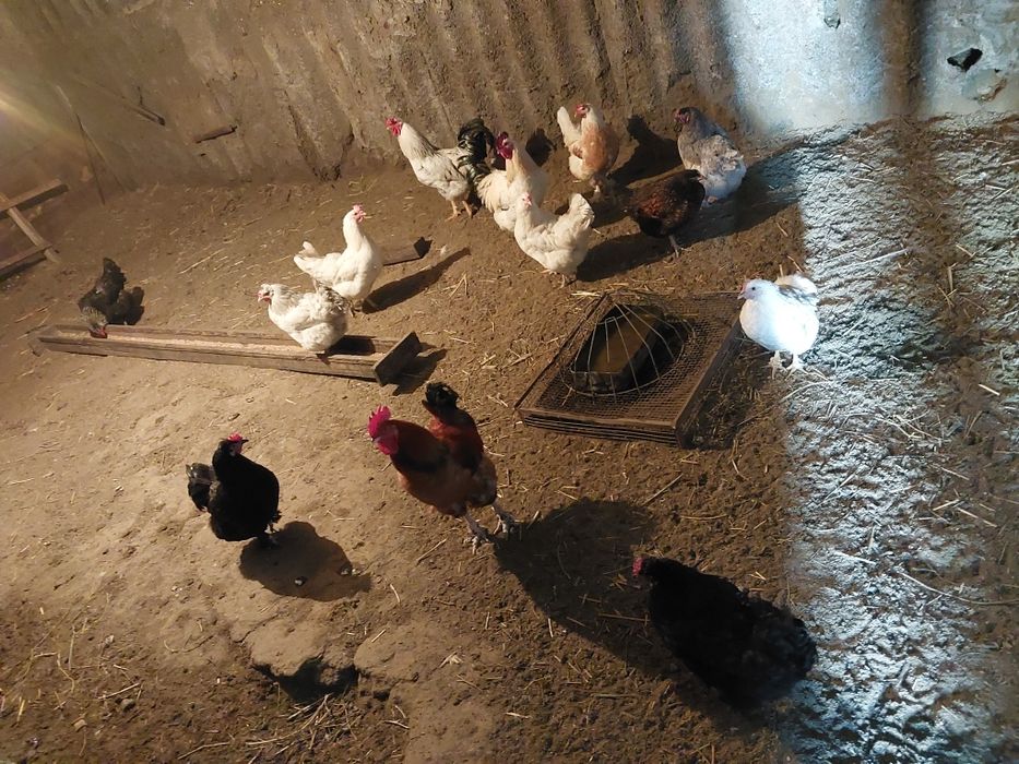 Продам яйца инкубационный