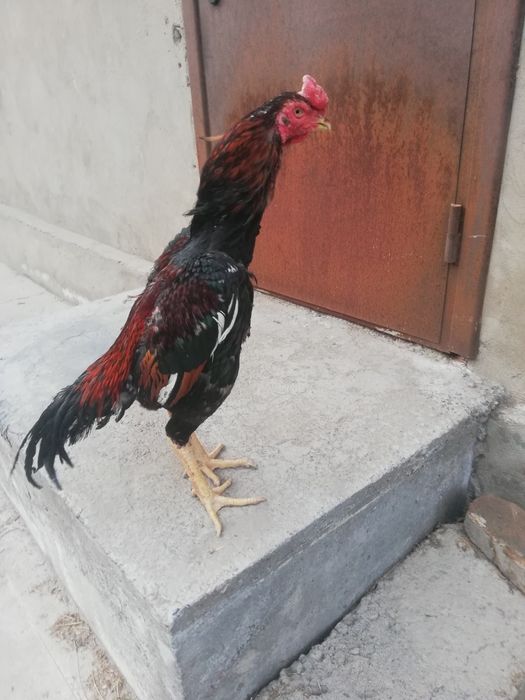 Бойцовый петух Корея микс