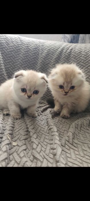 Шотландски котета