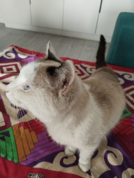 Отдам котика в добрые руки