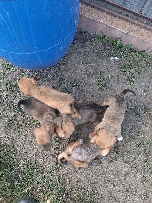 Animale de companie Adopții