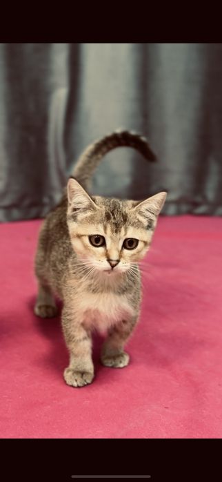 Продаётся кошка мать микичин