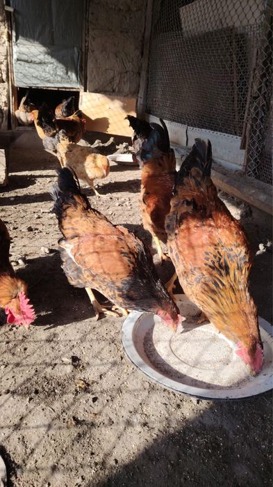 Петухи,Қораздар,Кучинский