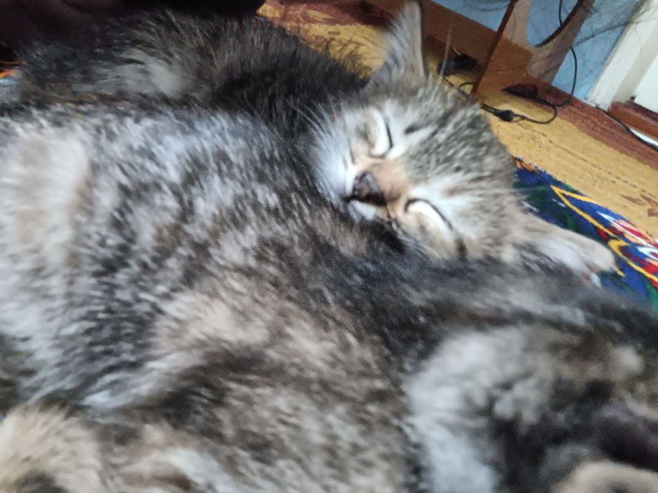 2 котёнка женского пола