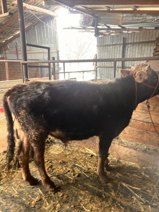 Продам бычка.