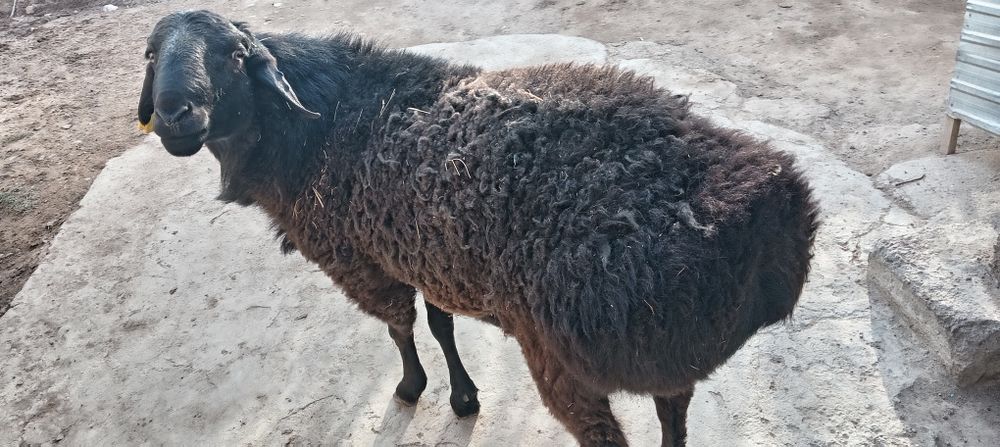 Қошқар сатылады 250000