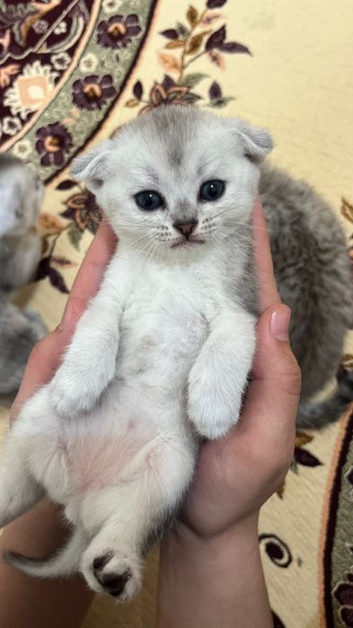 Котята Вислоухие