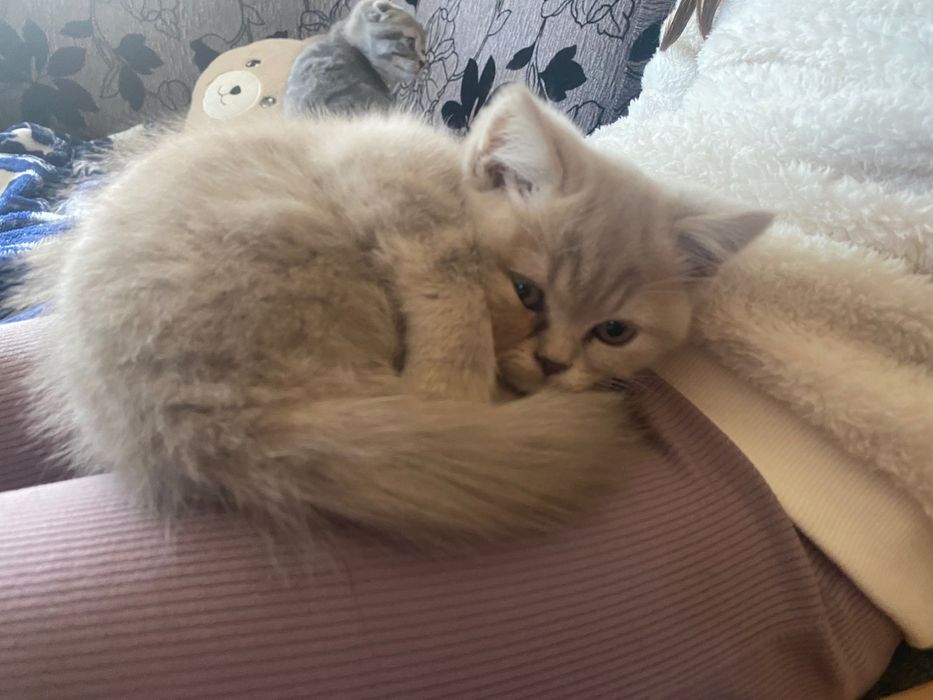 Шотландски клепоухи