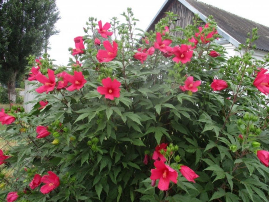 Гибискус многолетний/в сад/