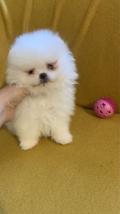 Померан мини померан