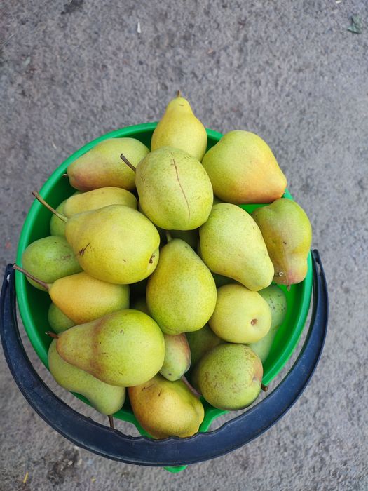 Продам груши талгарка домашние