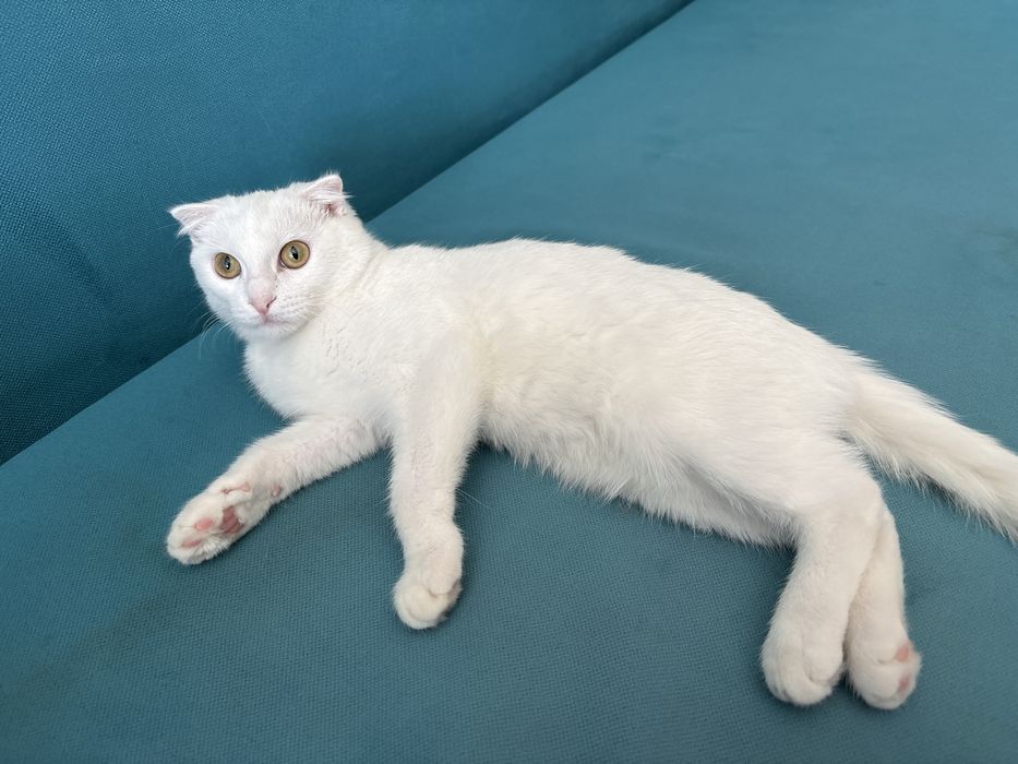 Породистая кошка