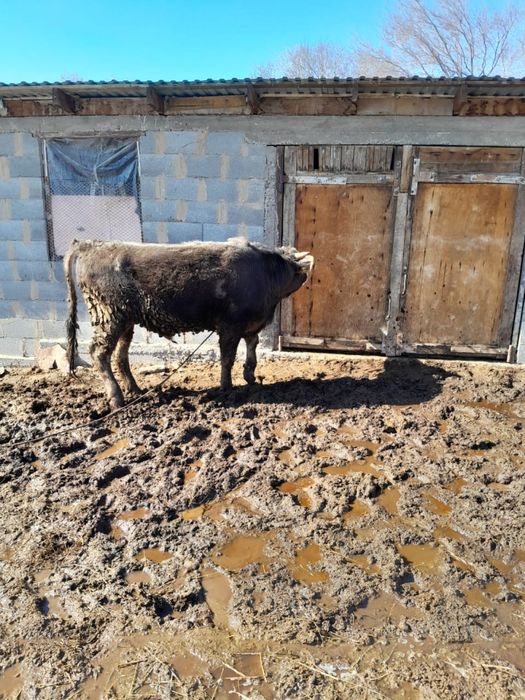 Алатау асыл тұқымды бұқа сатылады