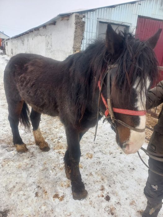 Продам жеребца обученного