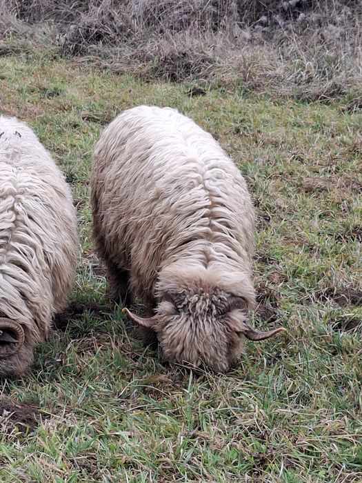 Berbeci bucalai 3 bucati