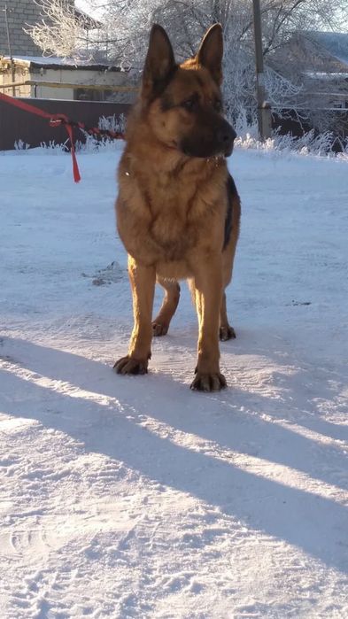 Немецкая овчарка щенки