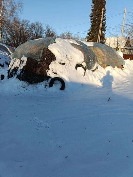 Продам сено тюках и открыто