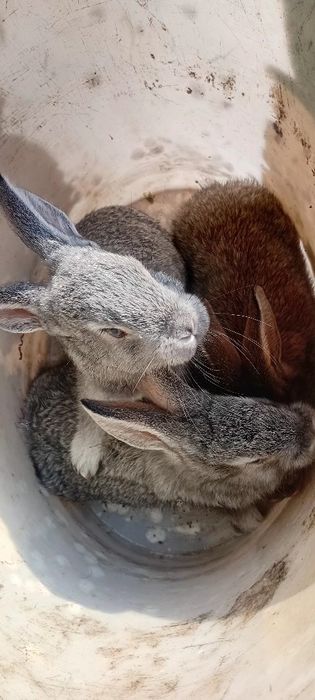 Damashniy quyon bolalari