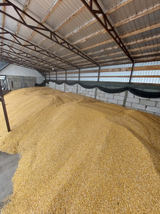 Porumb boabe de vanzare