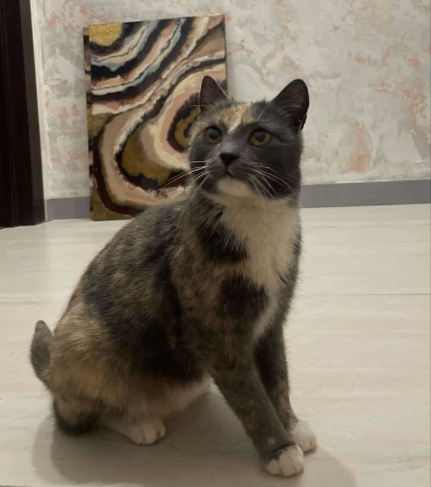 Ласковая кошечка ищет дом