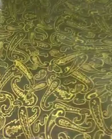 Фолио за Хидрографика