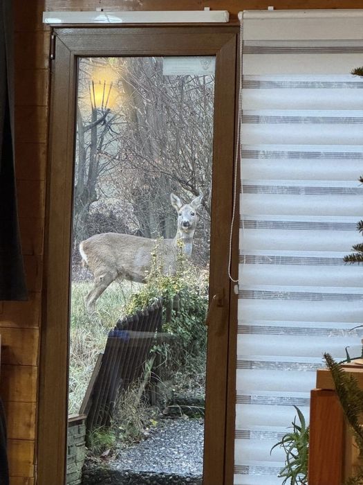 Cabana relaxantă în natură Unguraș