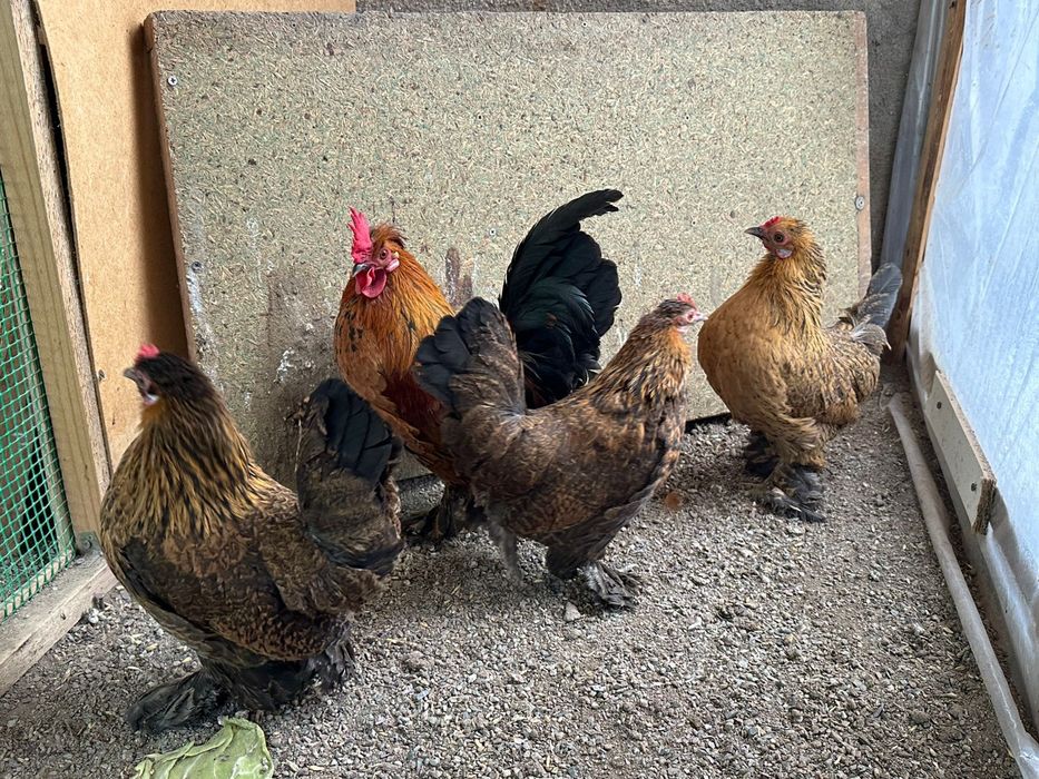 Продам карликовых кур