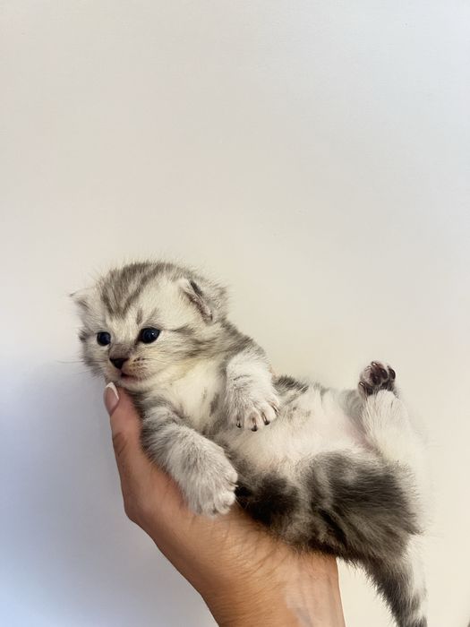 Продам котят шотландцев