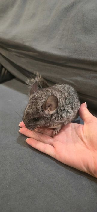Шиншилла мальчик