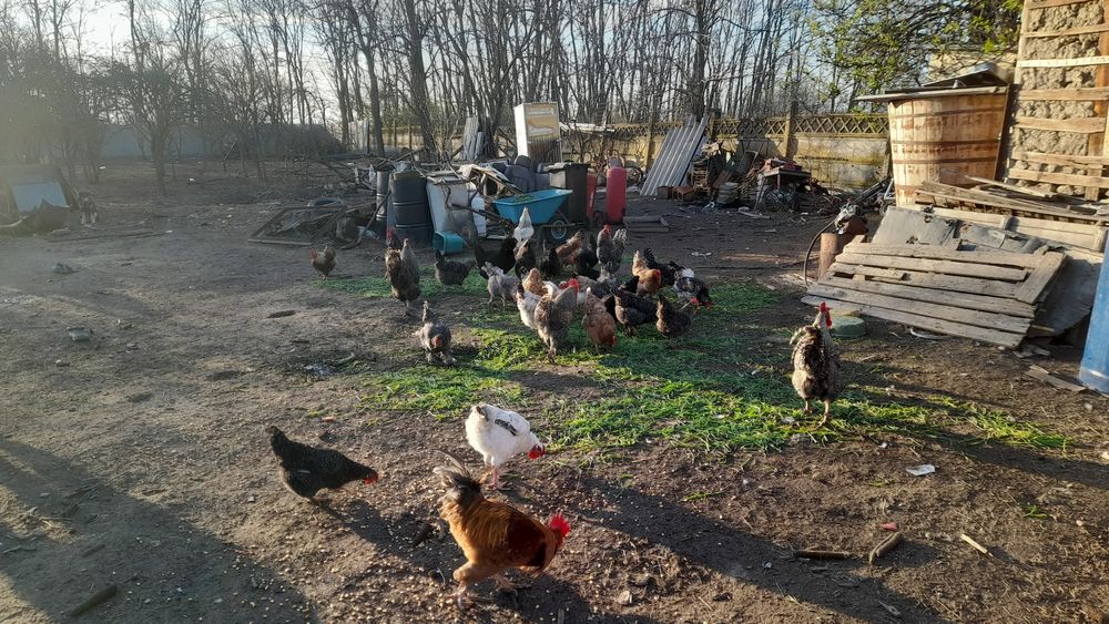 Cocoși de vanzare cine dorește