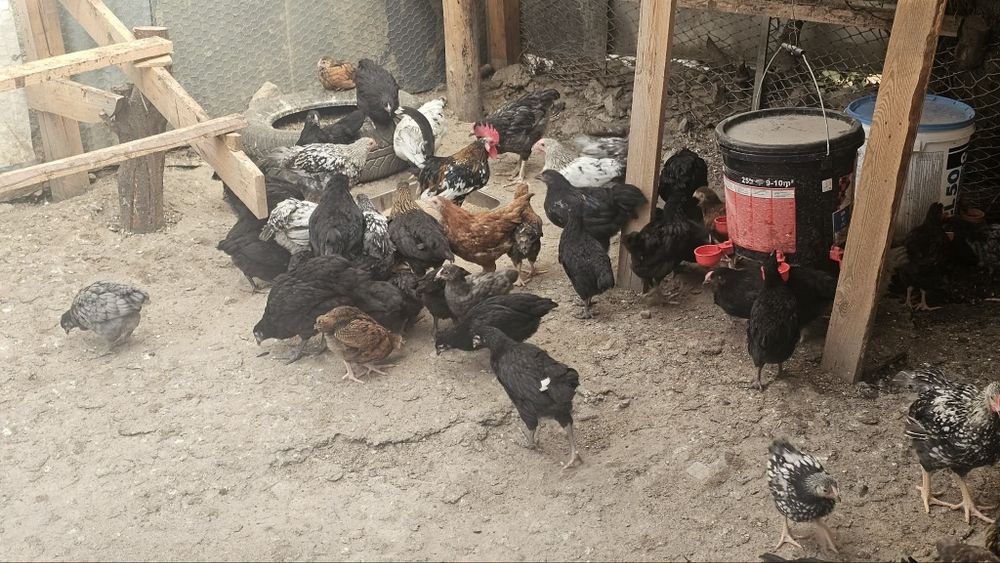 Puicute și cocoși wyandotte și austrolorp!