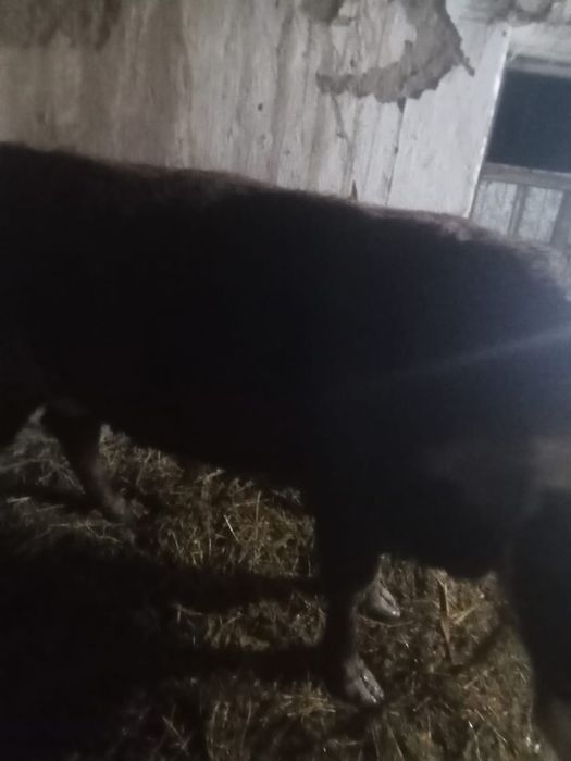 Продам породистый бычок