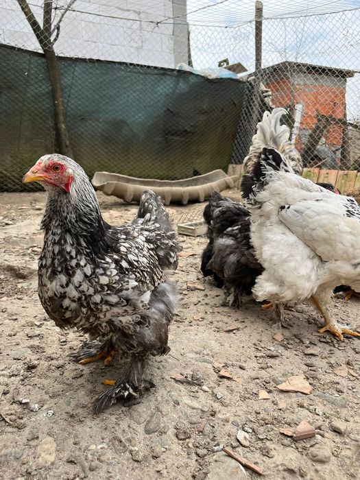 Cocoș    și puicuțe brahman  9 buc