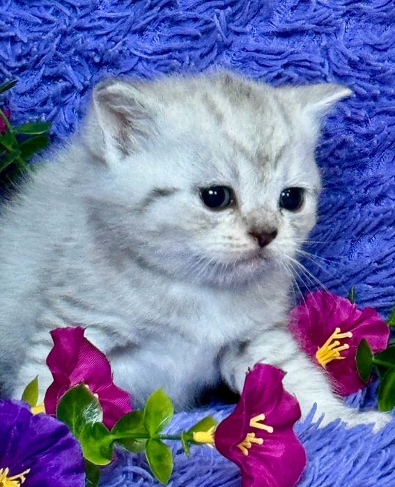 шиншиллы малыши плюшки