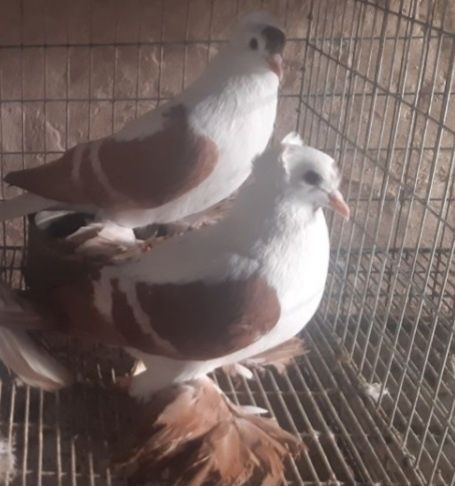 De vanzare Randunele de Saxonia