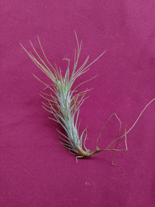 Тилландсия комнатный цветок