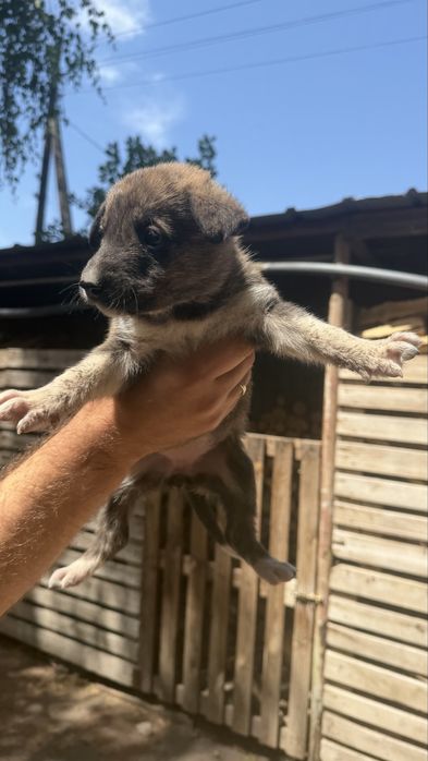 Щенки в добрые руки, Есик Талгар
