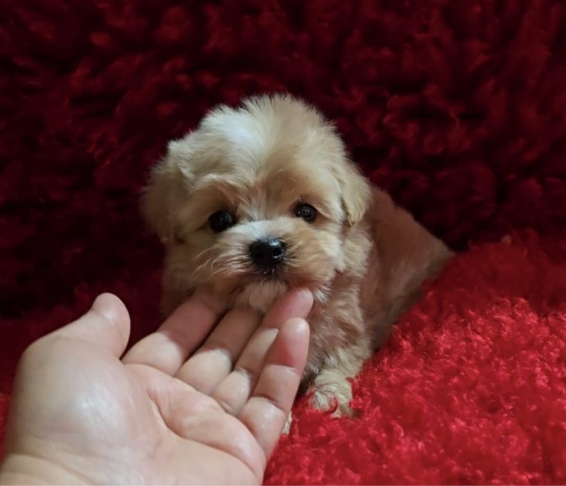 Продам щенков мальтипу