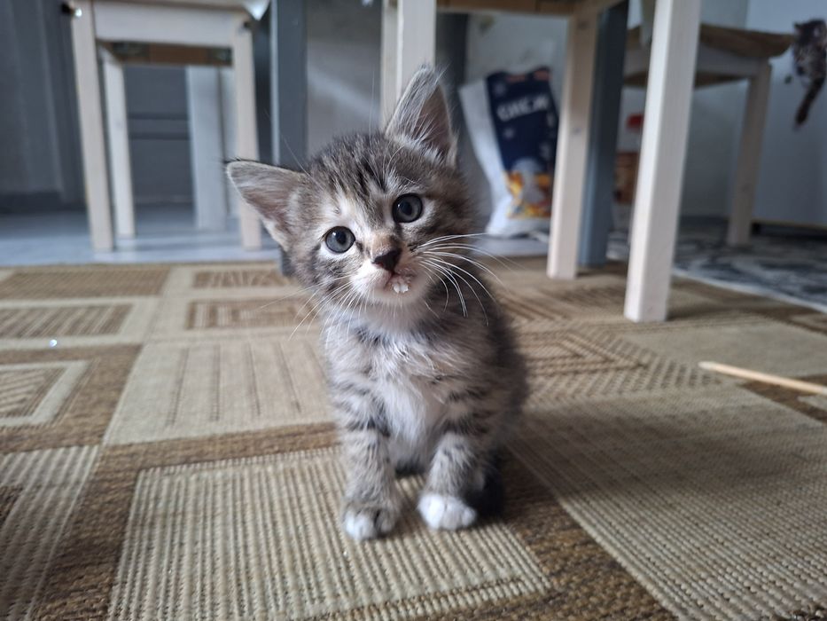 Отдам котят беслпатно
