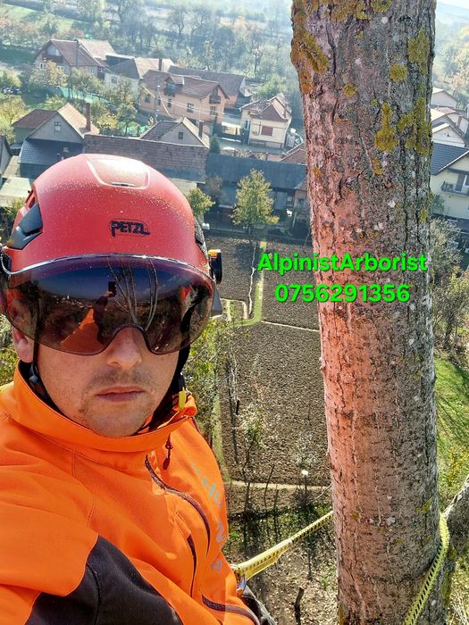 Toaletare, defrișare,taiere, reducere coraona arbori in sistem