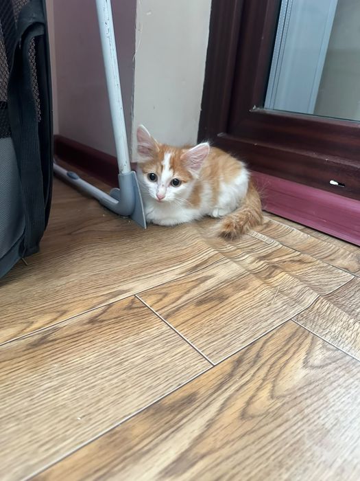 Отдам котёнка в надежные руки
