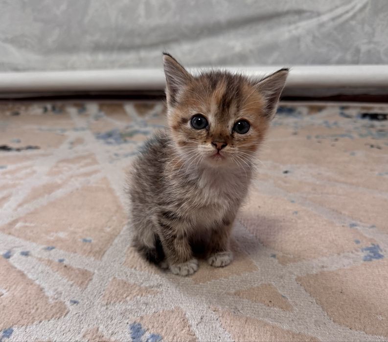 Отдам котят бесплатно в добрые руки