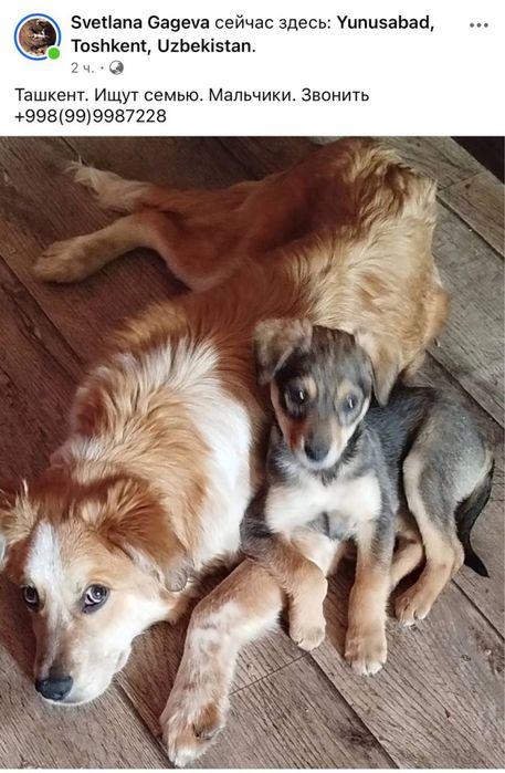 Даром рыжий мальчик,Ташкент