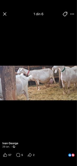 Vand capre de toate rasele sau schimb cu oi vaca cal atv